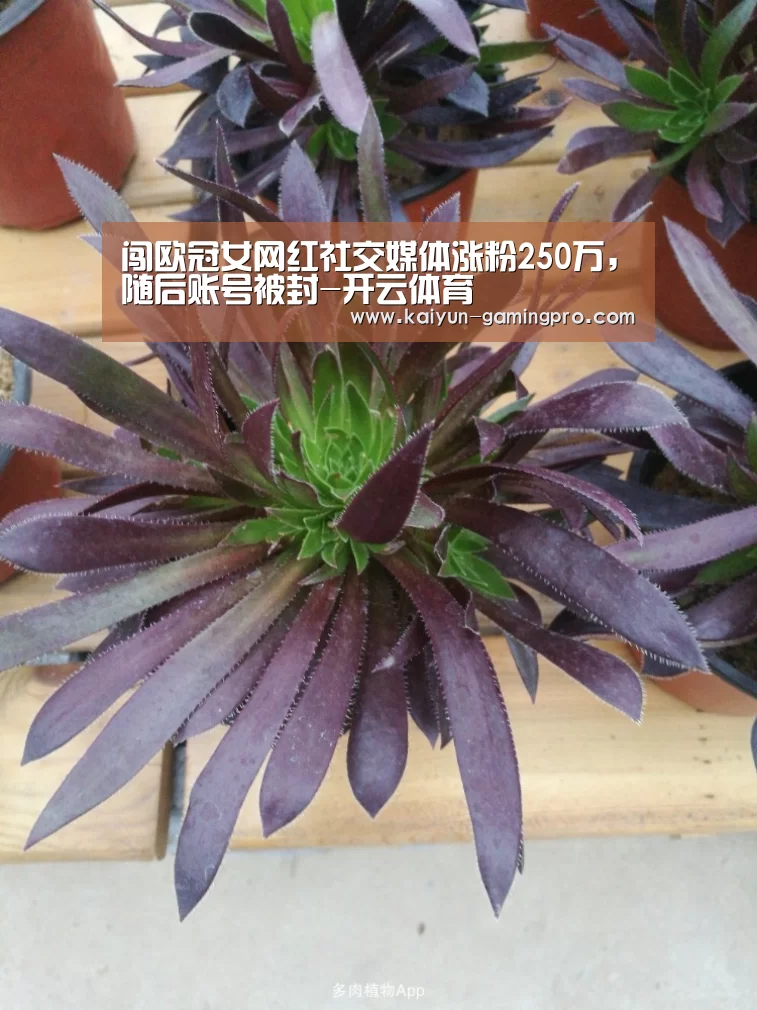 闯欧冠女网红社交媒体涨粉250万，随后账号被封-开云体育